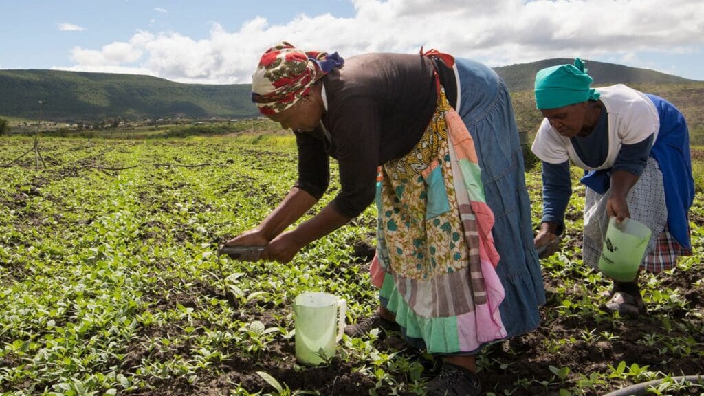 Black tobacco farmers abandon sinking ship