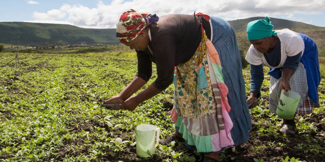 Black tobacco farmers abandon sinking ship
