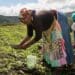 Black tobacco farmers abandon sinking ship