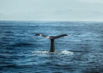 Climate change: Iron stressed oceans a concern