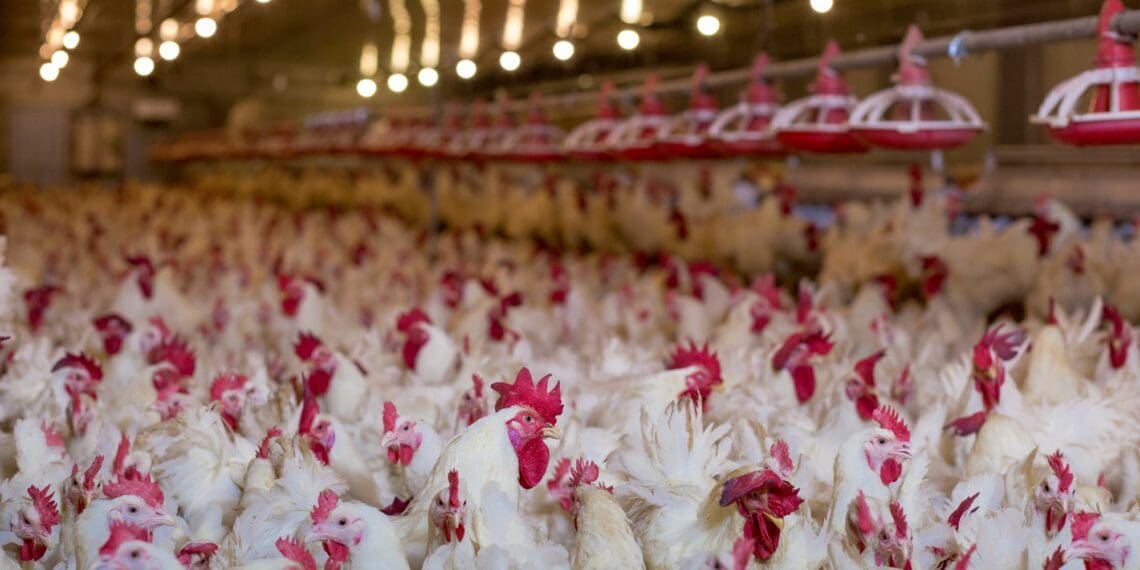 Chicken crisis looms in SA as bird flu hits Brazil