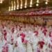 Chicken crisis looms in SA as bird flu hits Brazil