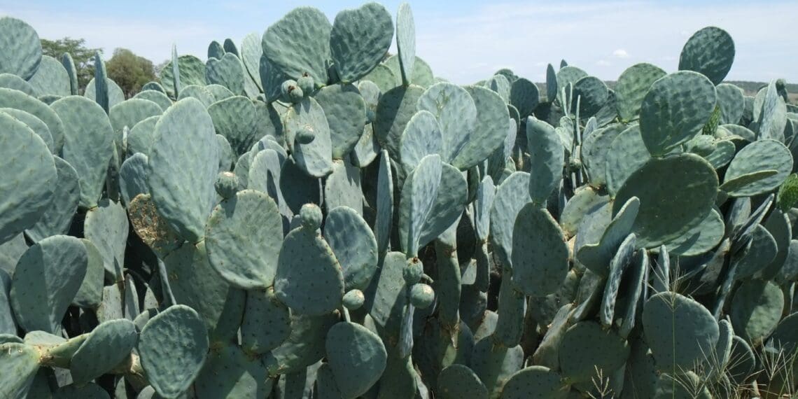 Cactus farming holds energy solution for Mzansi