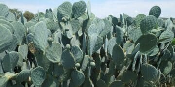 Cactus farming holds energy solution for Mzansi