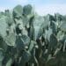 Cactus farming holds energy solution for Mzansi