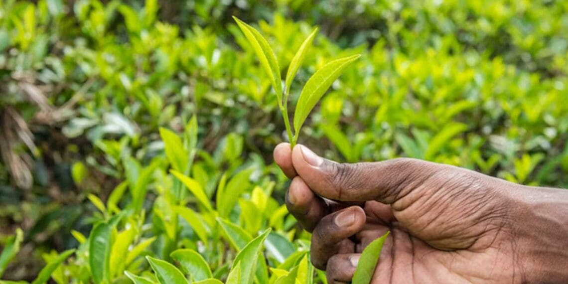 Communal farmers, this is your time to shine!