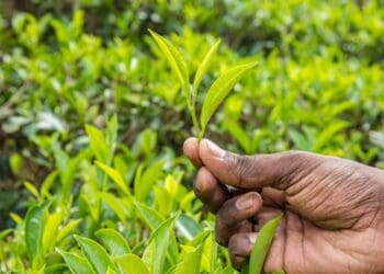 Communal farmers, this is your time to shine!