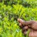 Communal farmers, this is your time to shine!