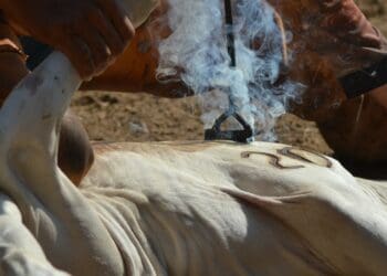Why livestock branding is important for farmers
