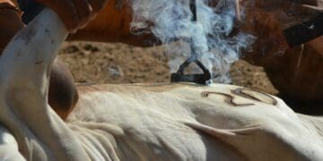 Why livestock branding is important for farmers