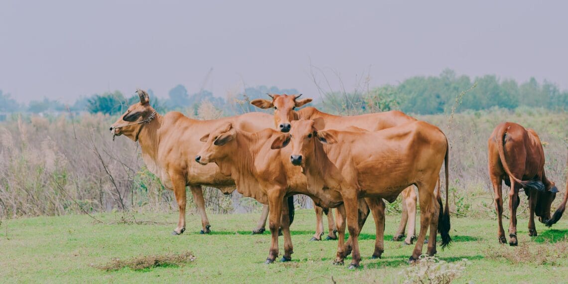 Climate change: More than 1 billion cows at risk of heat stress