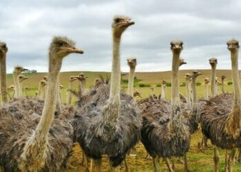 Podcast: The long and short of ostrich farming