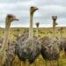 Podcast: The long and short of ostrich farming