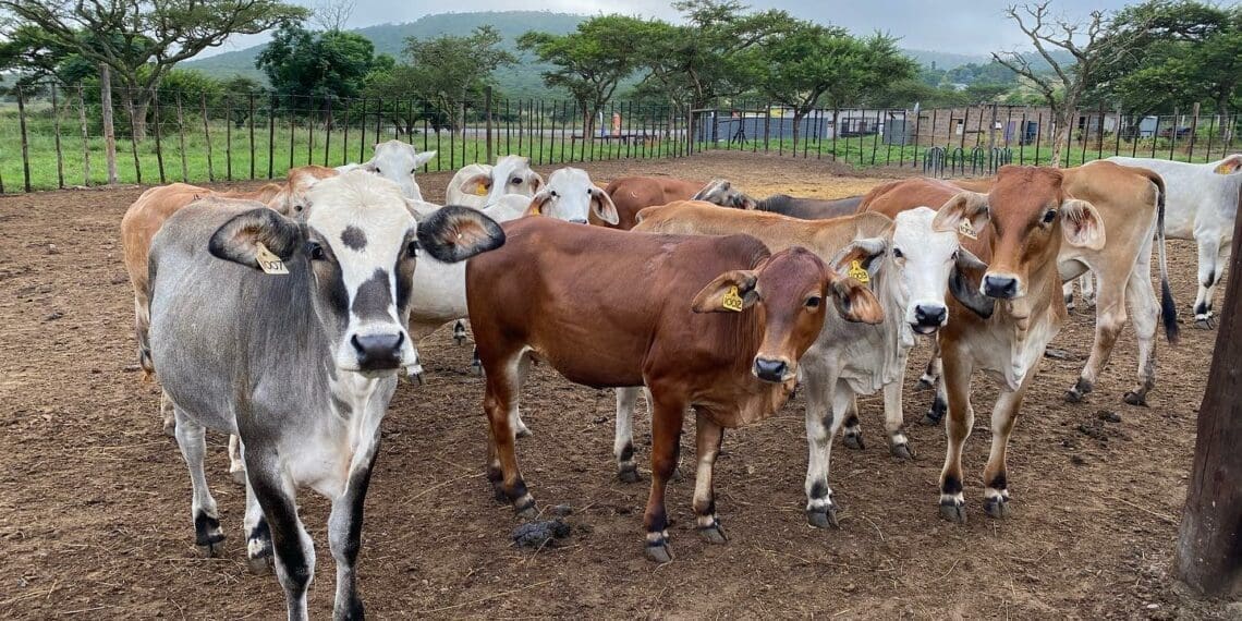Animal reproduction specialist Dr Geoff Brown provides information on common illnesses, the effects of sexually transmitted diseases, and management techniques for cattle. Photo: Supplied/Food For Mzansi