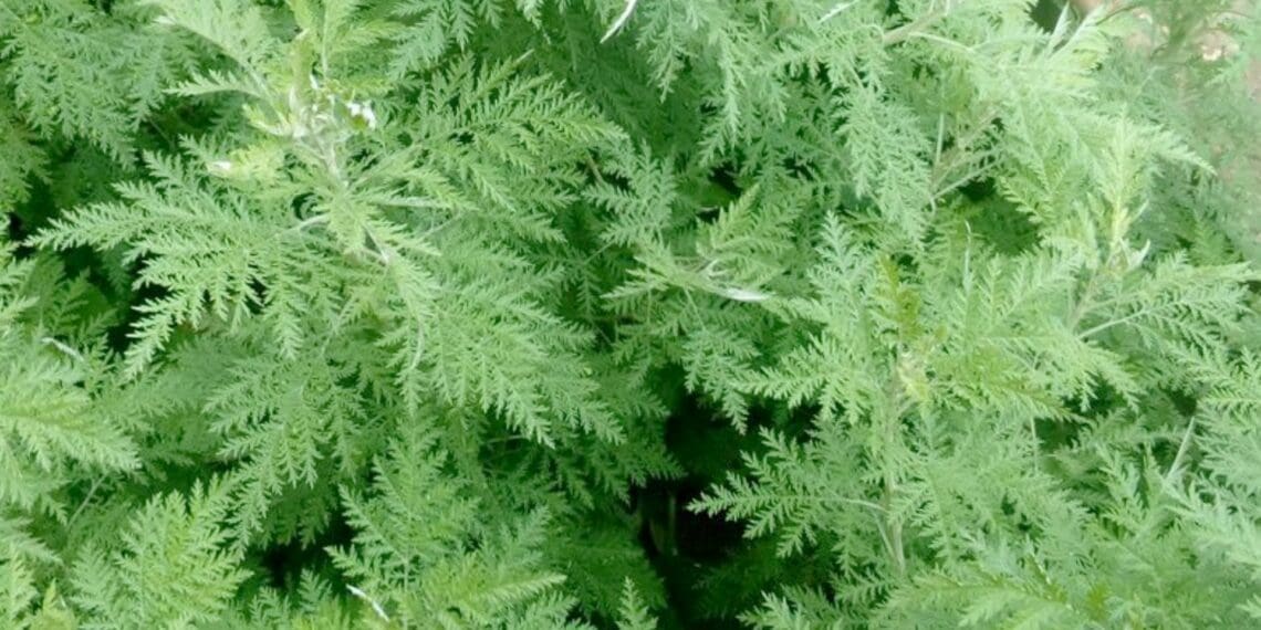 African wormwood or artemisia afra, also known as umhlonyane, has been used for centuries to cure ailments. Photo: Supplied/Food For Mzansi