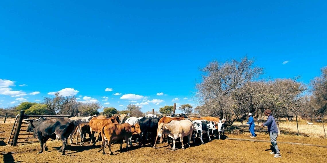 ICYMI: How land reform can fix youth problems