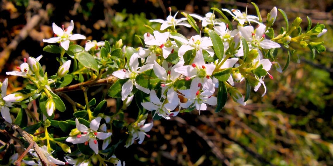 Buchu: A plant sprouting with healing powers