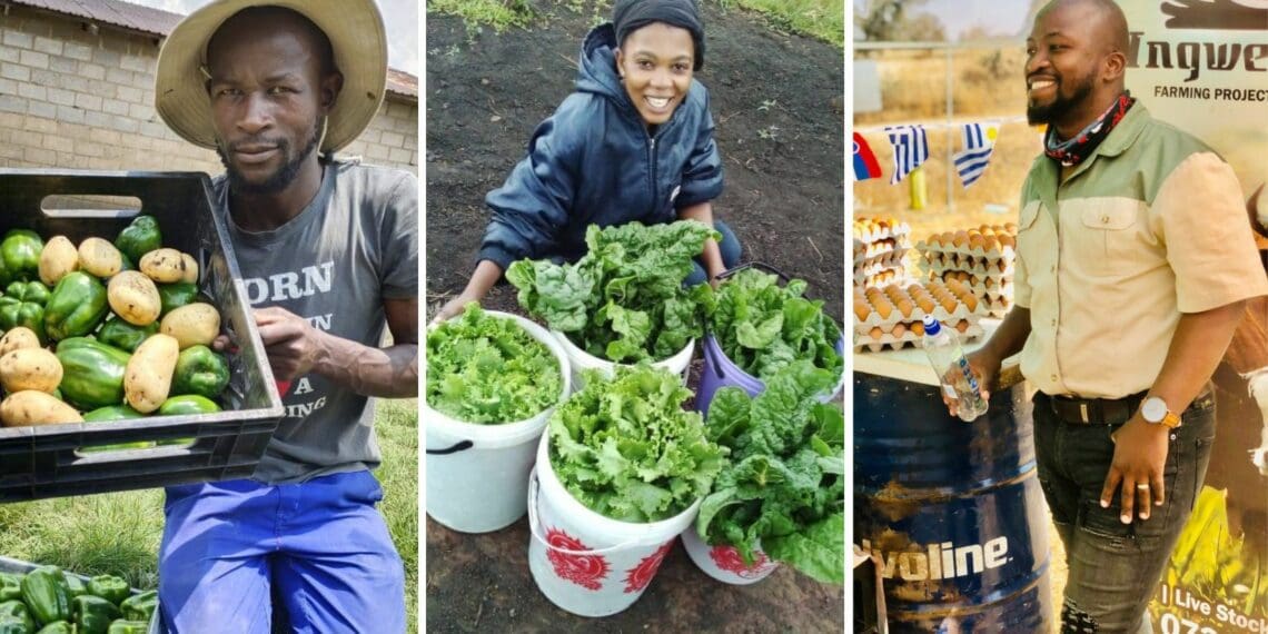 In the years 2020 to 2022, a consistent 62% of the farmers Buhle Farmers Academy trained were youth, the number increasing from 218 to 424 over this period. Photo: Supplied/Food For Mzansi