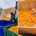 All not lost as citrus farm donates waste fruit
