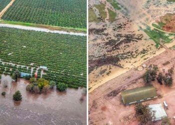 Floods cause two-week citrus harvesting delay