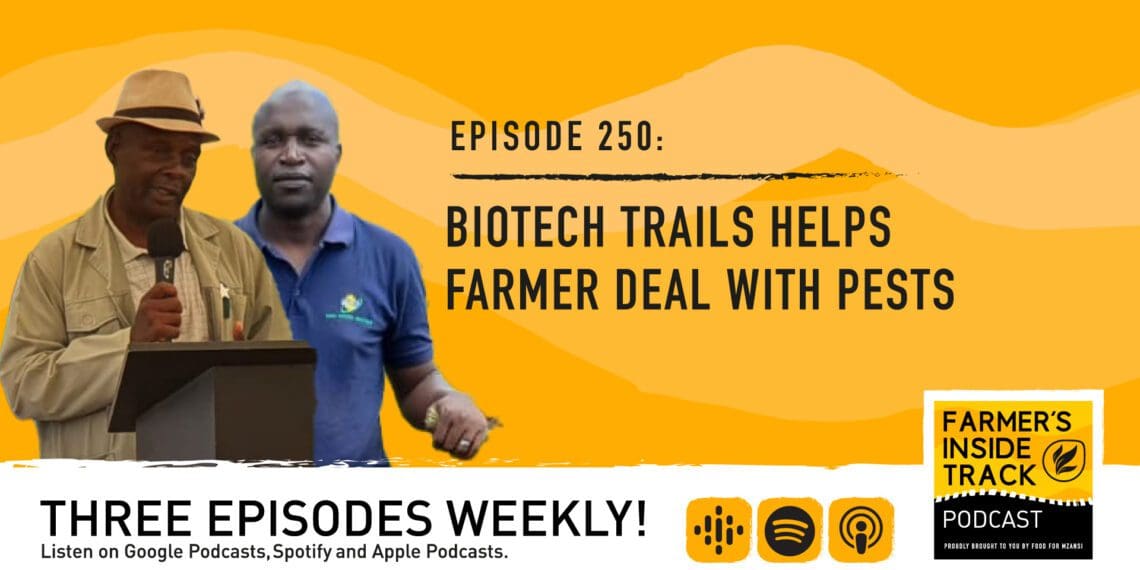 Podcast: Biotech trials helps farmer fight pests