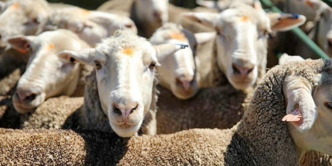 Feedlot systems: Getting to grips with the fattening of lambs