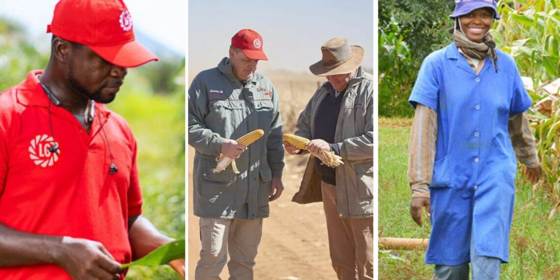 Limagrain: Aiding African farmers, seed by seed