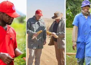 Limagrain: Aiding African farmers, seed by seed