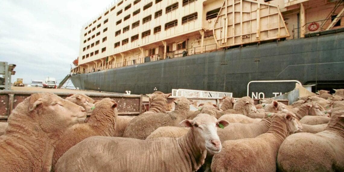 Guidelines for live exportation finally set in stone