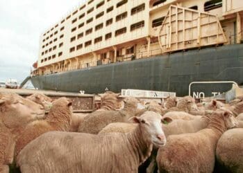 Guidelines for live exportation finally set in stone