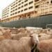 Guidelines for live exportation finally set in stone