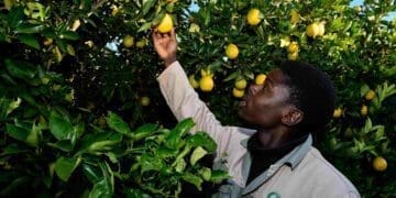 Land reform holds the key to youth job creation