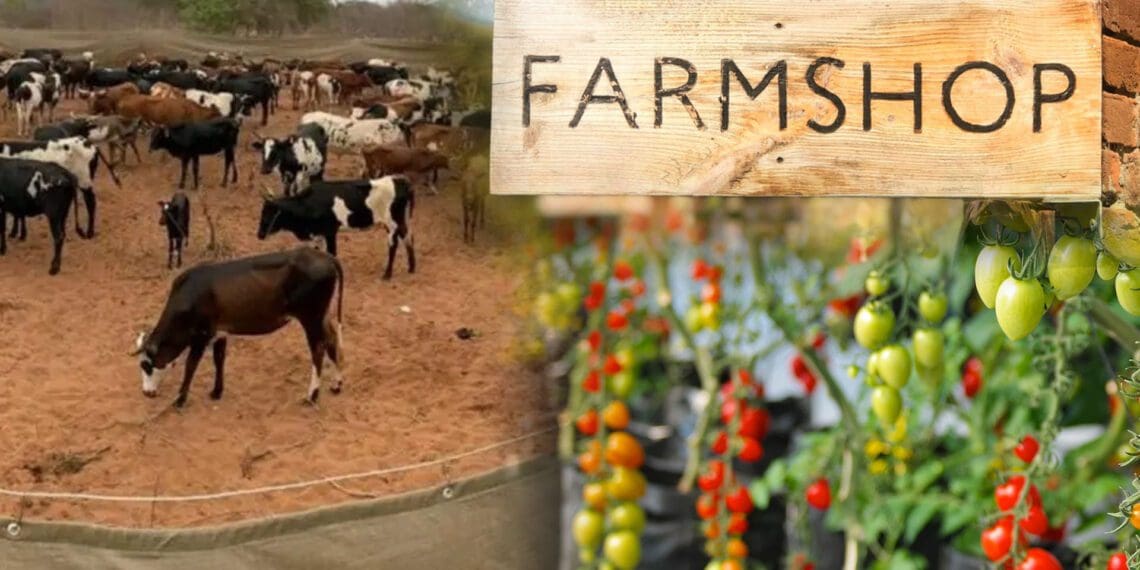 Times are tough and more and more farmers are exploring diversification options as a means to spread their risks. Photo: Supplied/Food For Mzansi