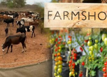 Times are tough and more and more farmers are exploring diversification options as a means to spread their risks. Photo: Supplied/Food For Mzansi