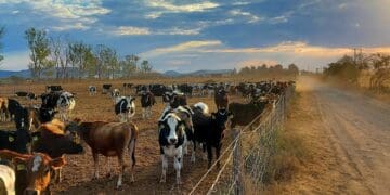 World Milk Day: Biosecurity tips for dairy farmers