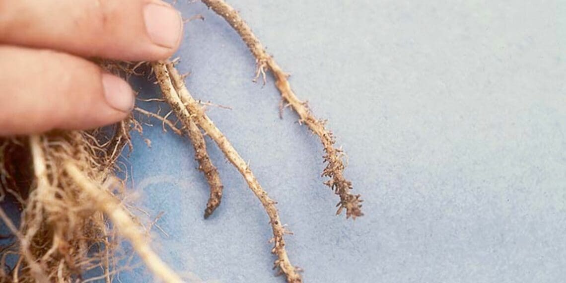 Crop farmers, keep an eye on nasty nematodes