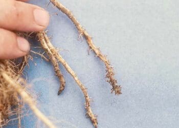 Crop farmers, keep an eye on nasty nematodes