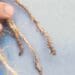 Crop farmers, keep an eye on nasty nematodes