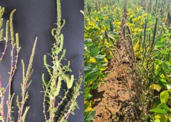 Understanding the impact of pigweed on crops