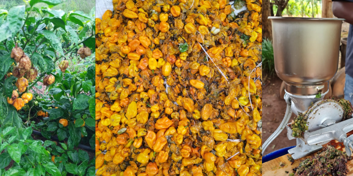 Secondary waste management tips for farmers