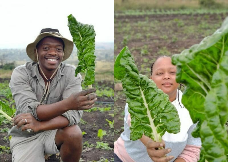 Growing food pulsates through Ngalavu's veins