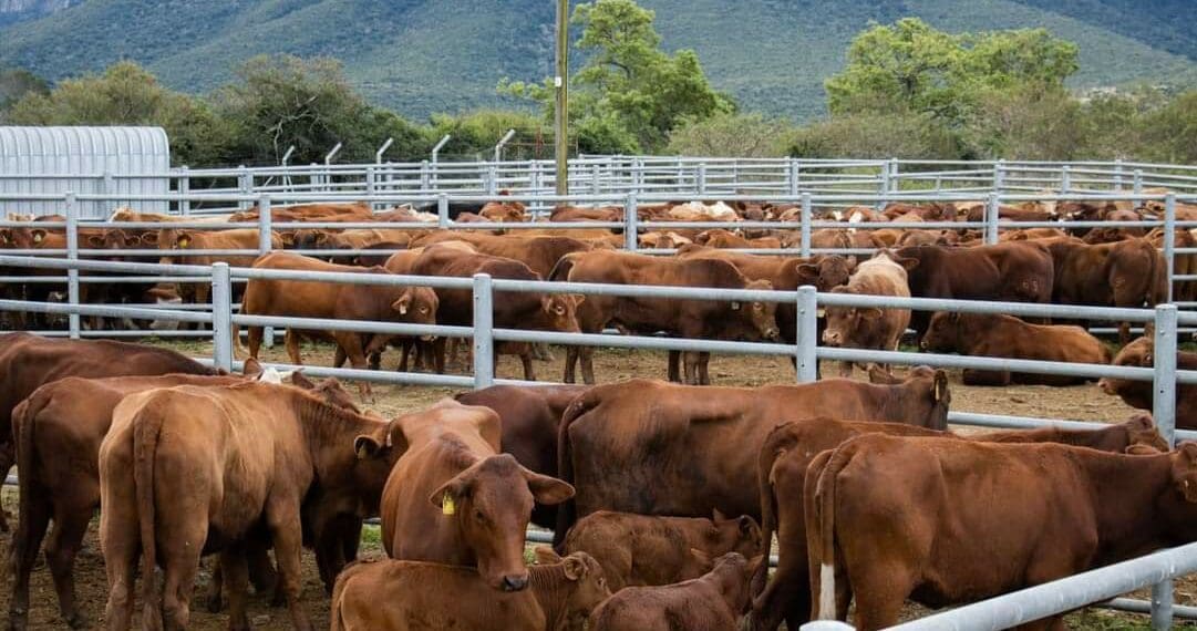 Abortion in your cattle herd can be a frightening affair since you never know whether it will be a one-time occurrence or the start of an abortion storm. A well-structured management strategy is one of the most effective methods for preventing abortions. Photo: Supplied/Food For Mzansi
