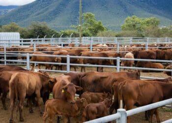 ICYMI: EC beefs up livestock farmers’ businesses