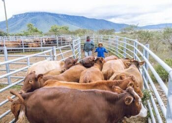 EC govt beefs up livestock farmers' businesses