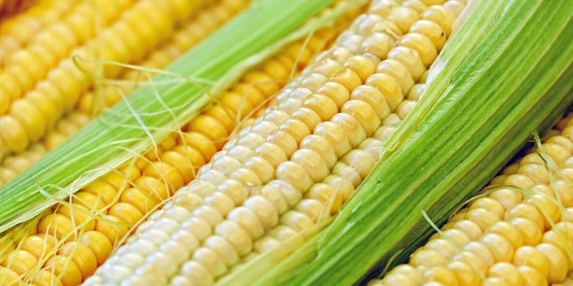 ICYMI: SA positioned to meet Zim maize shortage