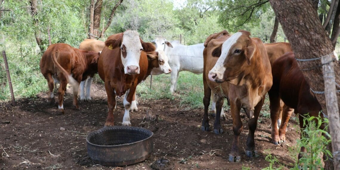 Farm dwellers: Moladora case opens up a can of worms
