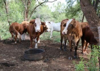 Farm dwellers: Moladora case opens up a can of worms