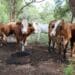 Farm dwellers: Moladora case opens up a can of worms