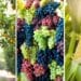 ICYMI: Agri exports fall amid tumultuous times