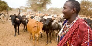 Why pastoralists are our lifelines to the future